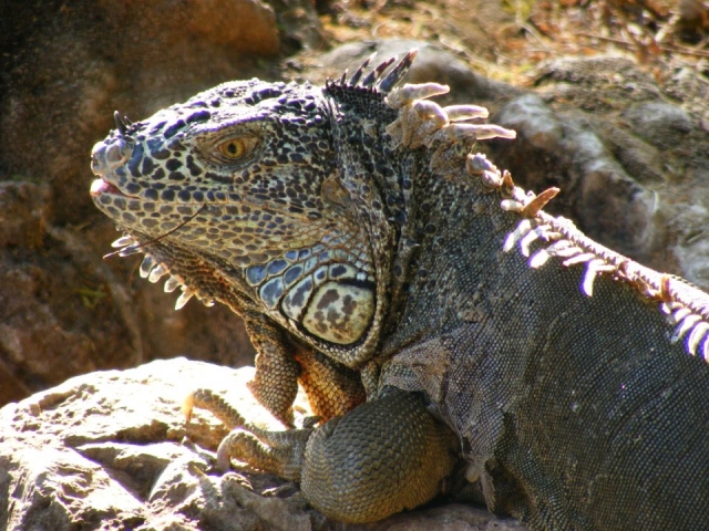 Iguanas del parque